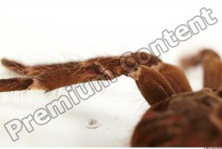 Theraphosa blondi 0023